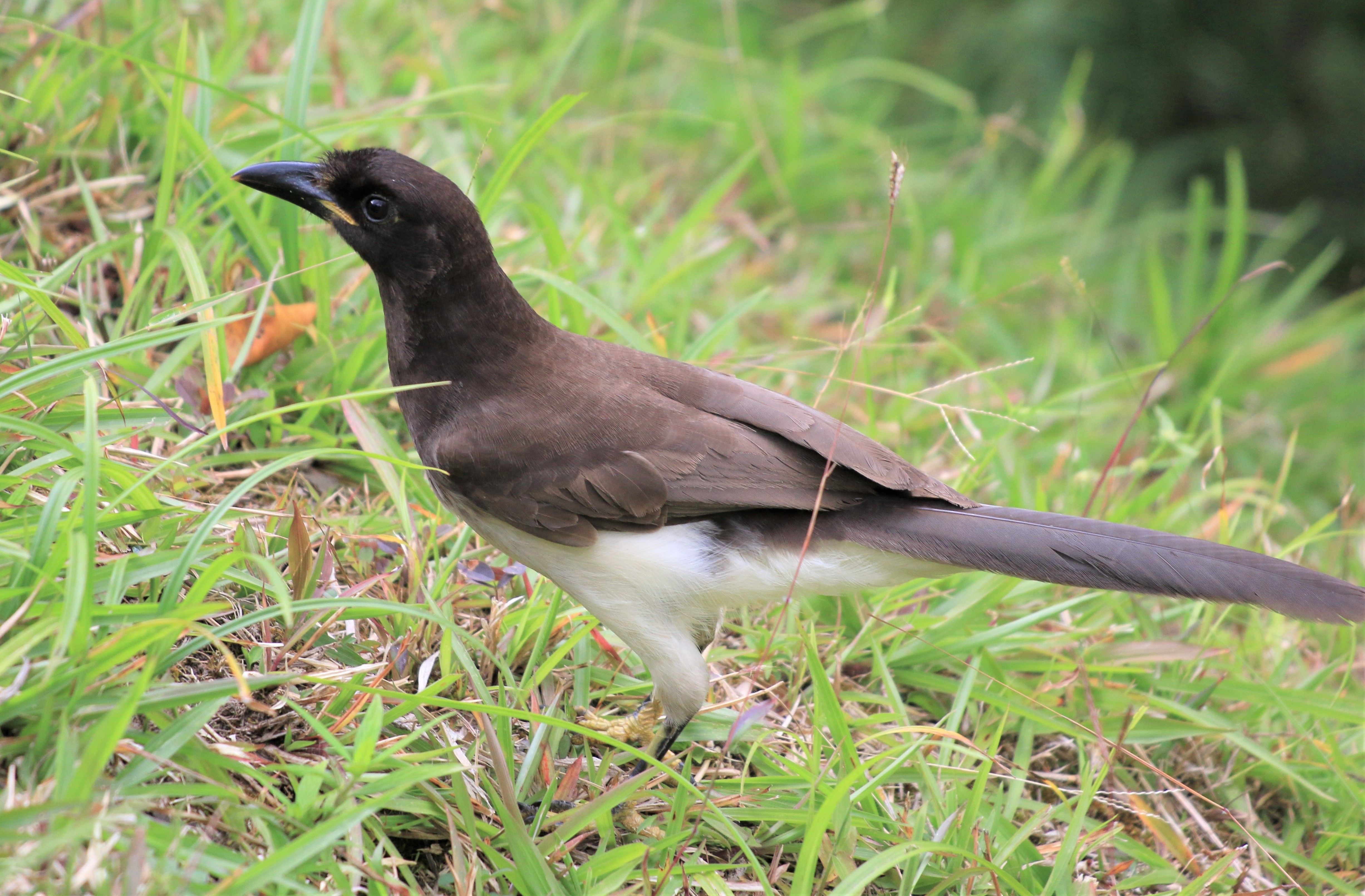 Costa Rica